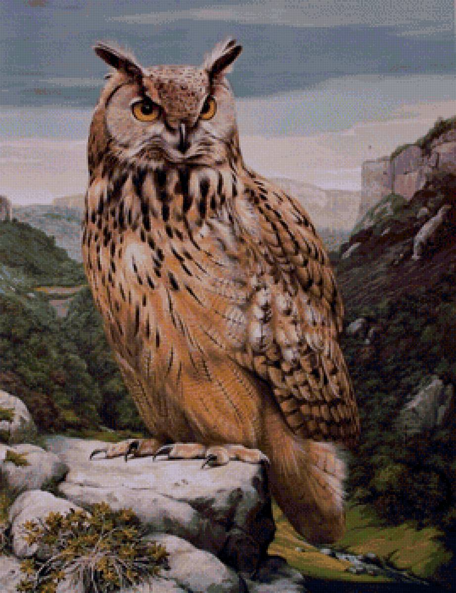 птицы - предпросмотр