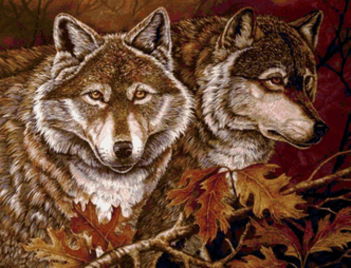 Волки - животные, волк, волки - предпросмотр