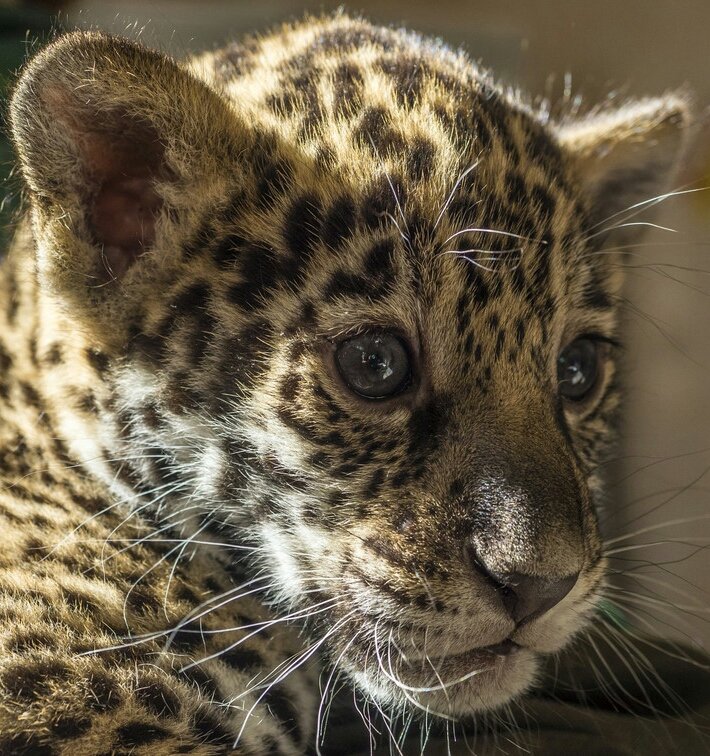 Ягуар - оригинал