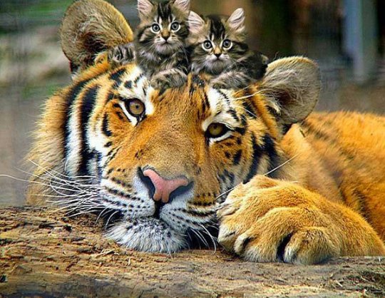 жывотные - тигр - оригинал