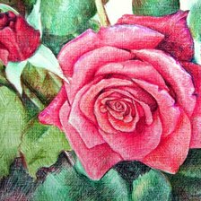 Оригинал схемы вышивки «роза» (№2075573)