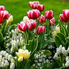 Схема вышивки «Весенние цветы»