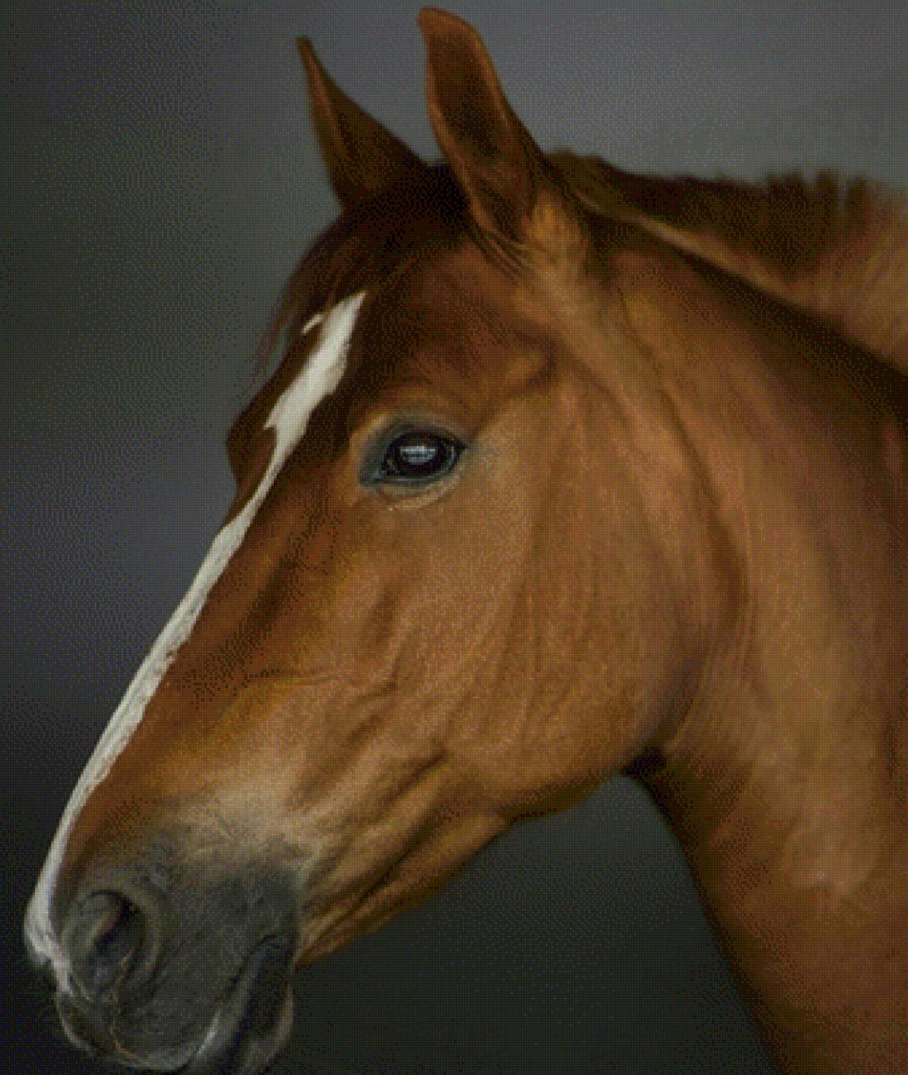 Лошадь - предпросмотр