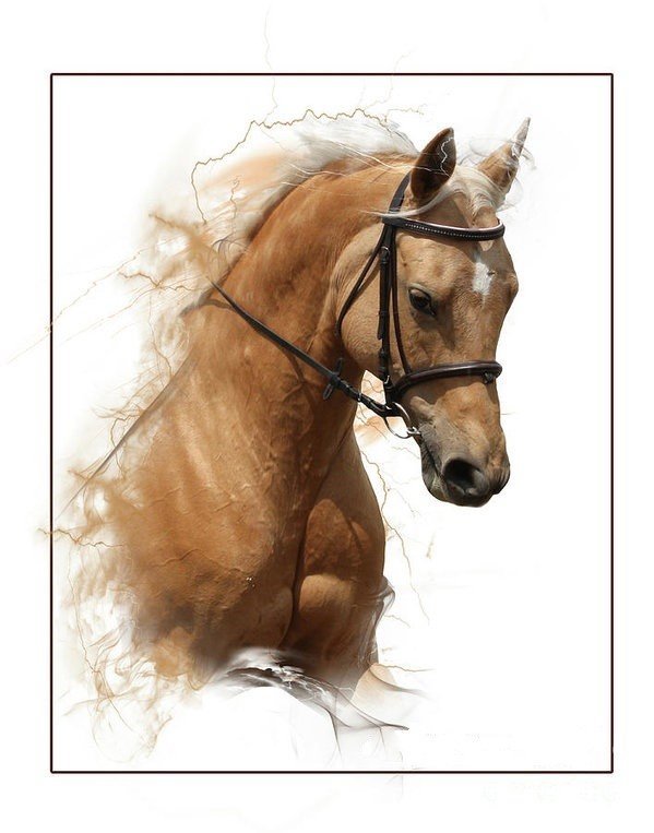 лошадь 3 - лошадь - оригинал