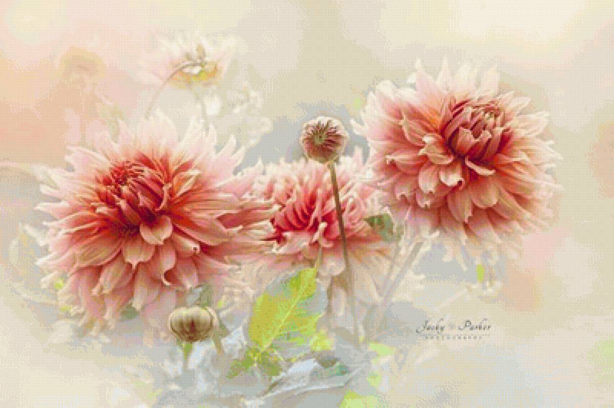 георгины - цветы - предпросмотр