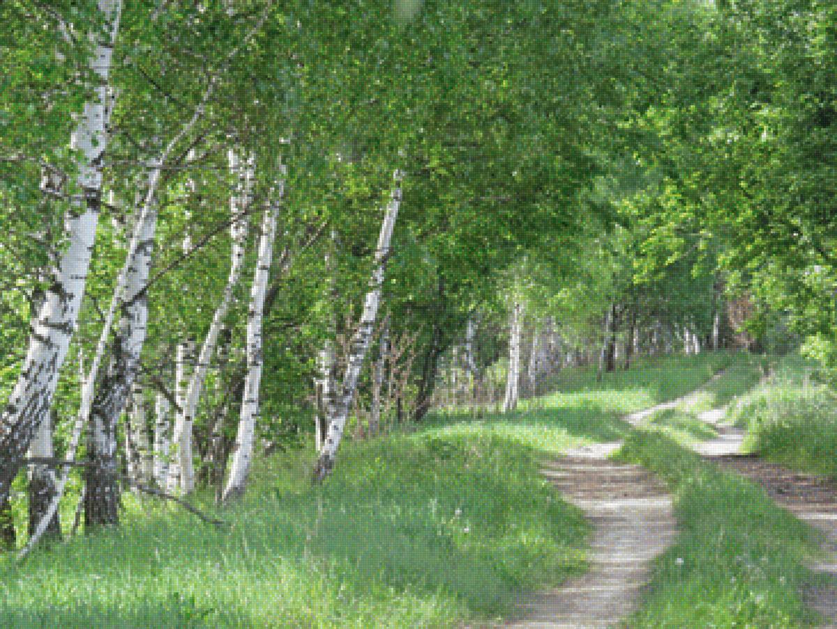 Берёзки - природа - предпросмотр