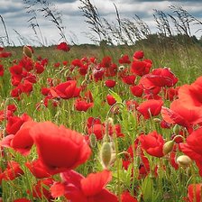 Схема вышивки «№2076805»