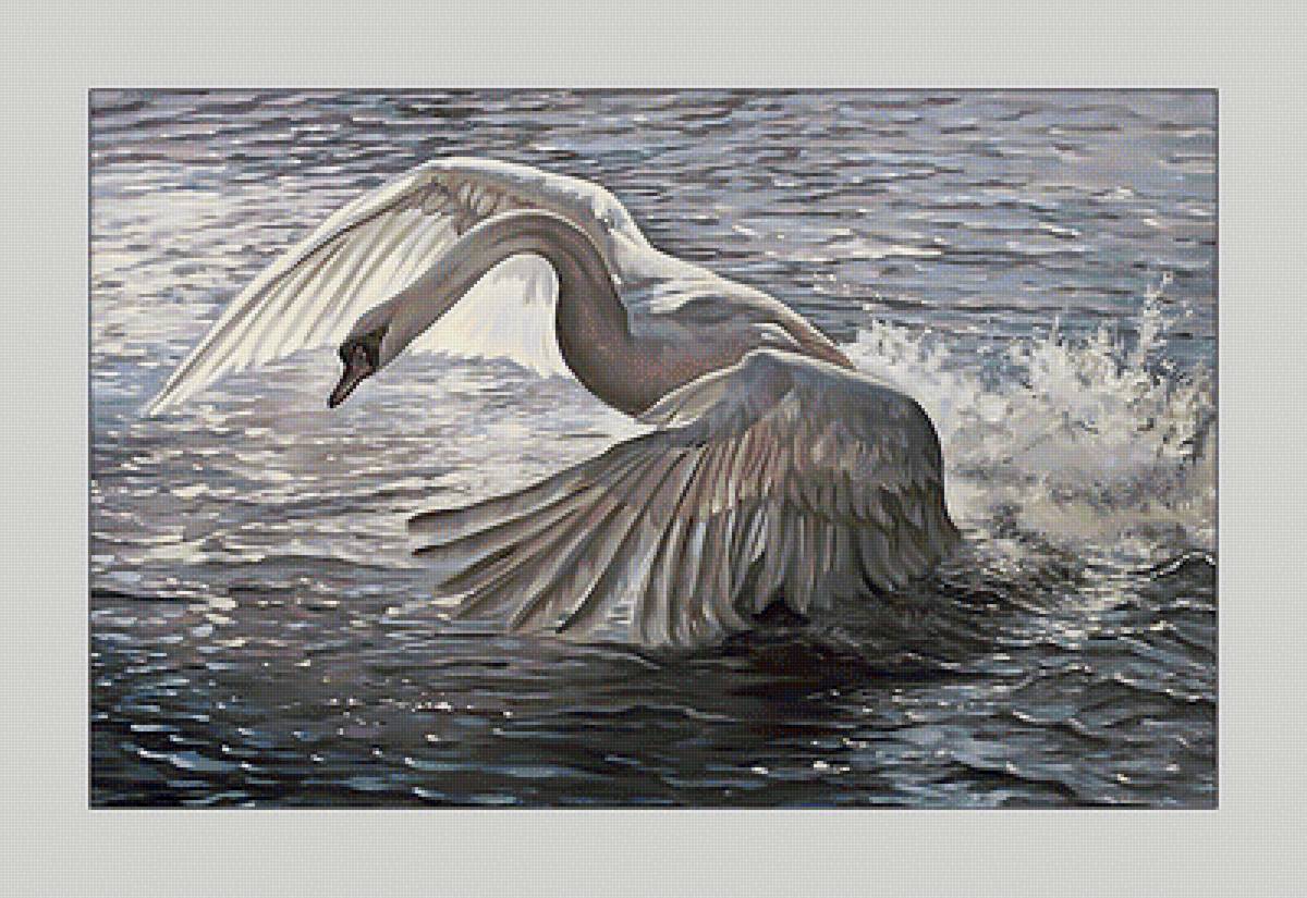 Лебедь. - живопись, вода, брызги, птицы, лебеди - предпросмотр