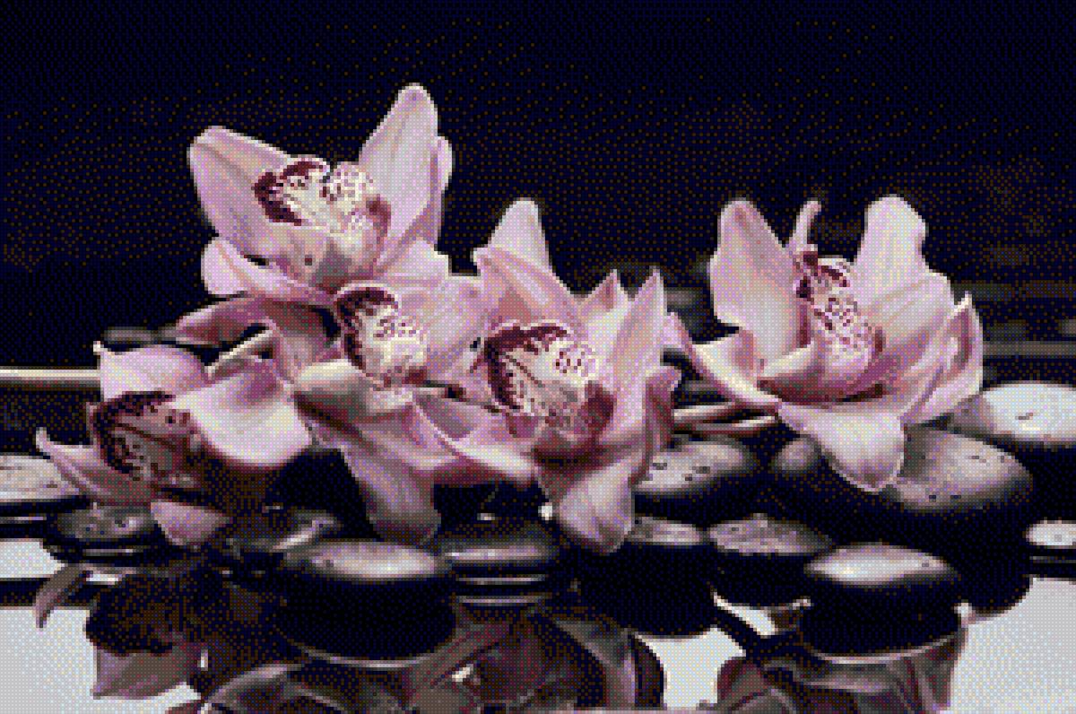 Орхидеи. - розовый., камешки, орхидеи, вода, цветы - предпросмотр