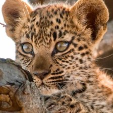 Схема вышивки «Леопард»