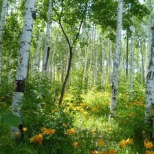 Схема вышивки «березоньки в цветах»