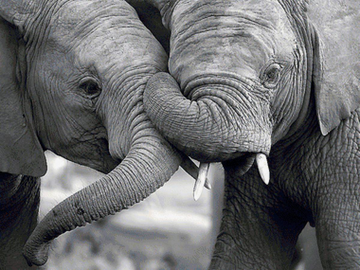 слоны - мир животных - предпросмотр