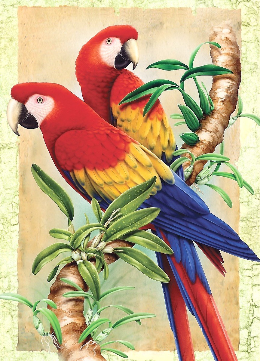 попугаи - птицы - оригинал