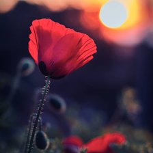 Схема вышивки «Мак на закате»