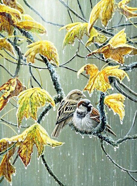 Воробьи под дождём - дождь, осень, птицы.ю воробьи - оригинал