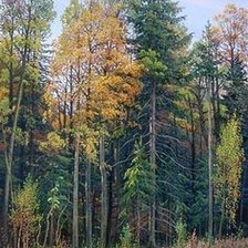 Схема вышивки «пейзаж»