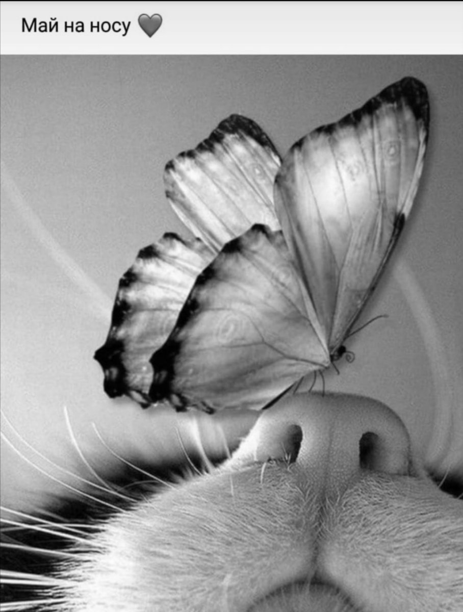 Май на носу - бабочка, май, кот - оригинал