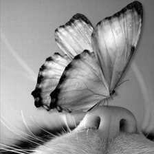 Схема вышивки «Май на носу»