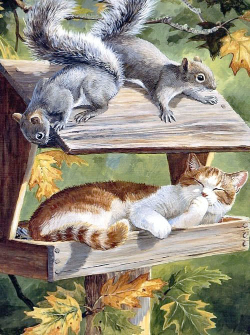 Кот-аккупант - кормушка, животные, белки, коты, кошки - оригинал