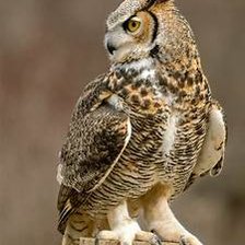 Схема вышивки «OWL»