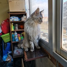 Мей кун Гений