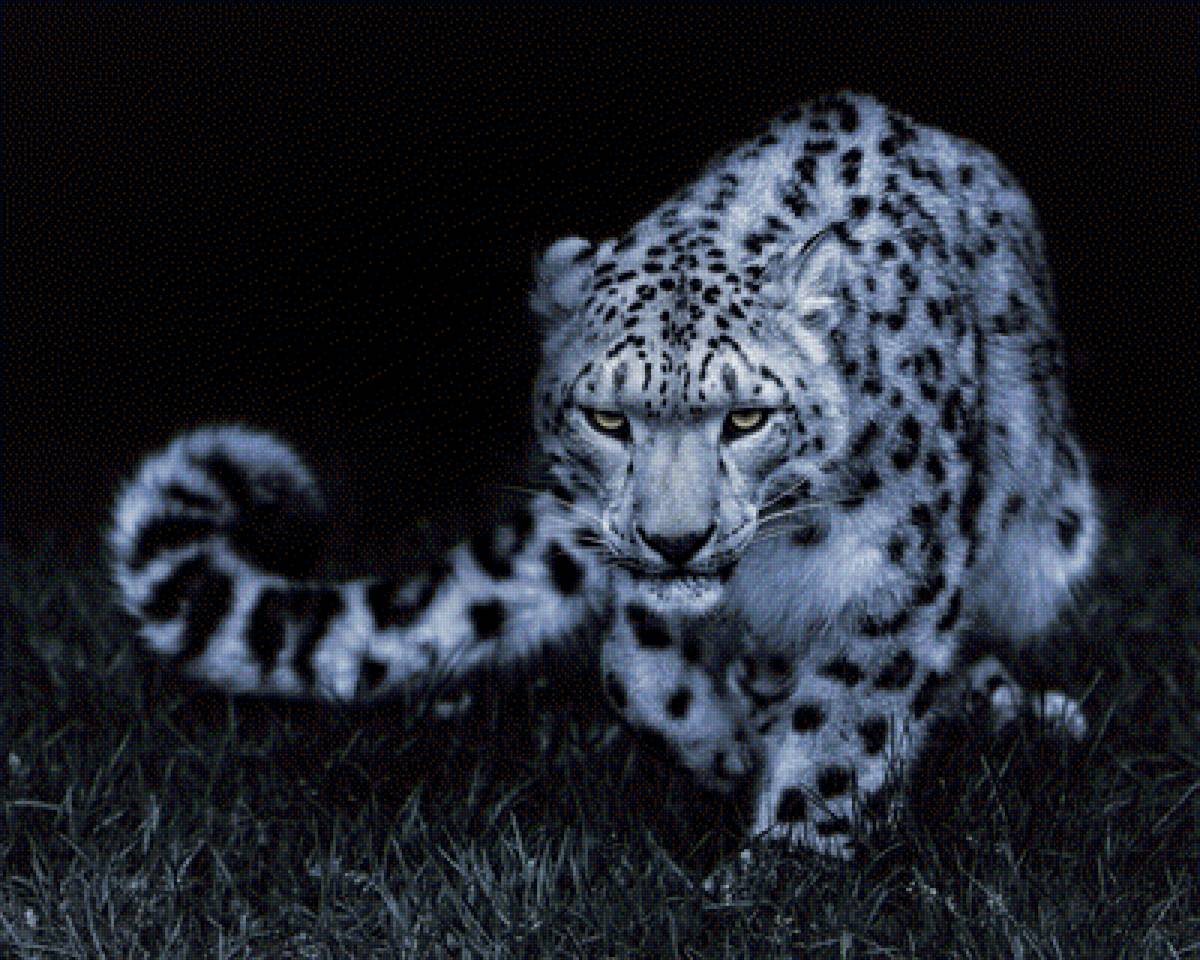 Снежный барс в ночи - ирбис, снежный барс - предпросмотр