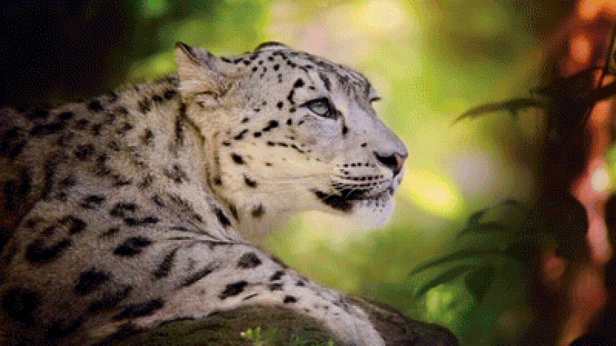 Благородство ирбиса - природа, ирбис, снежный барс - предпросмотр