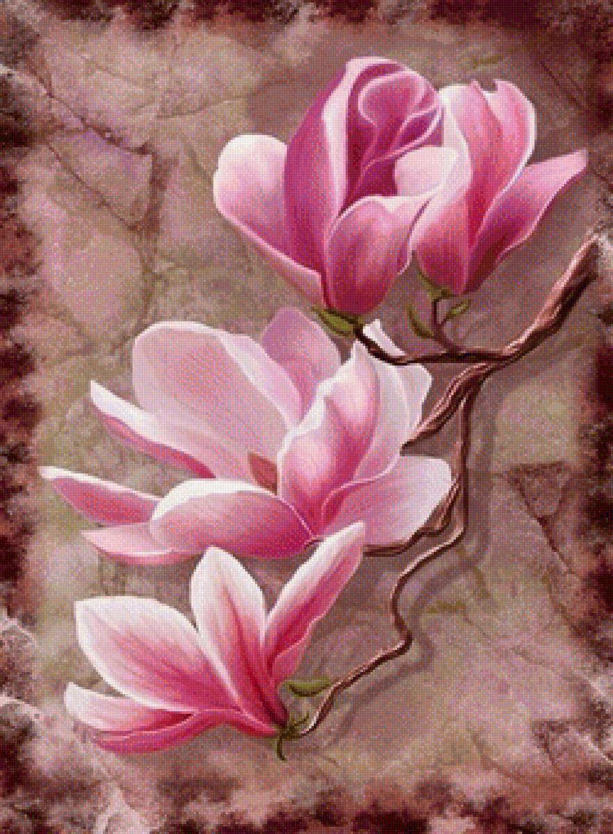 Нежность цветка - природа, цветы, нежность - предпросмотр