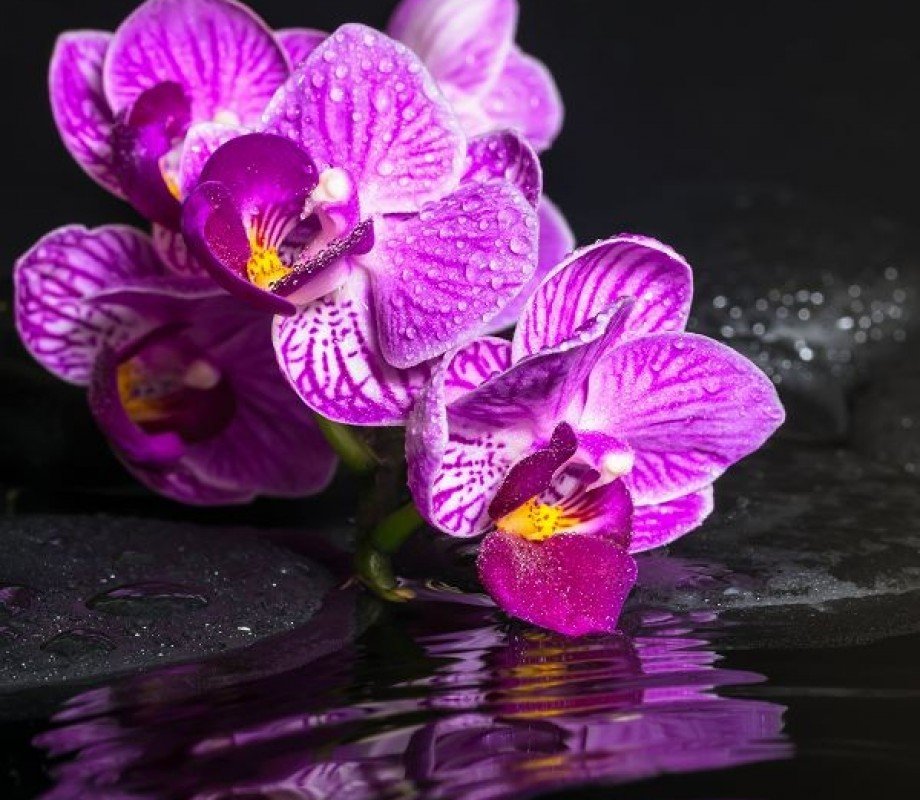 орхидеи - орхидея, черная канва, цветы - оригинал