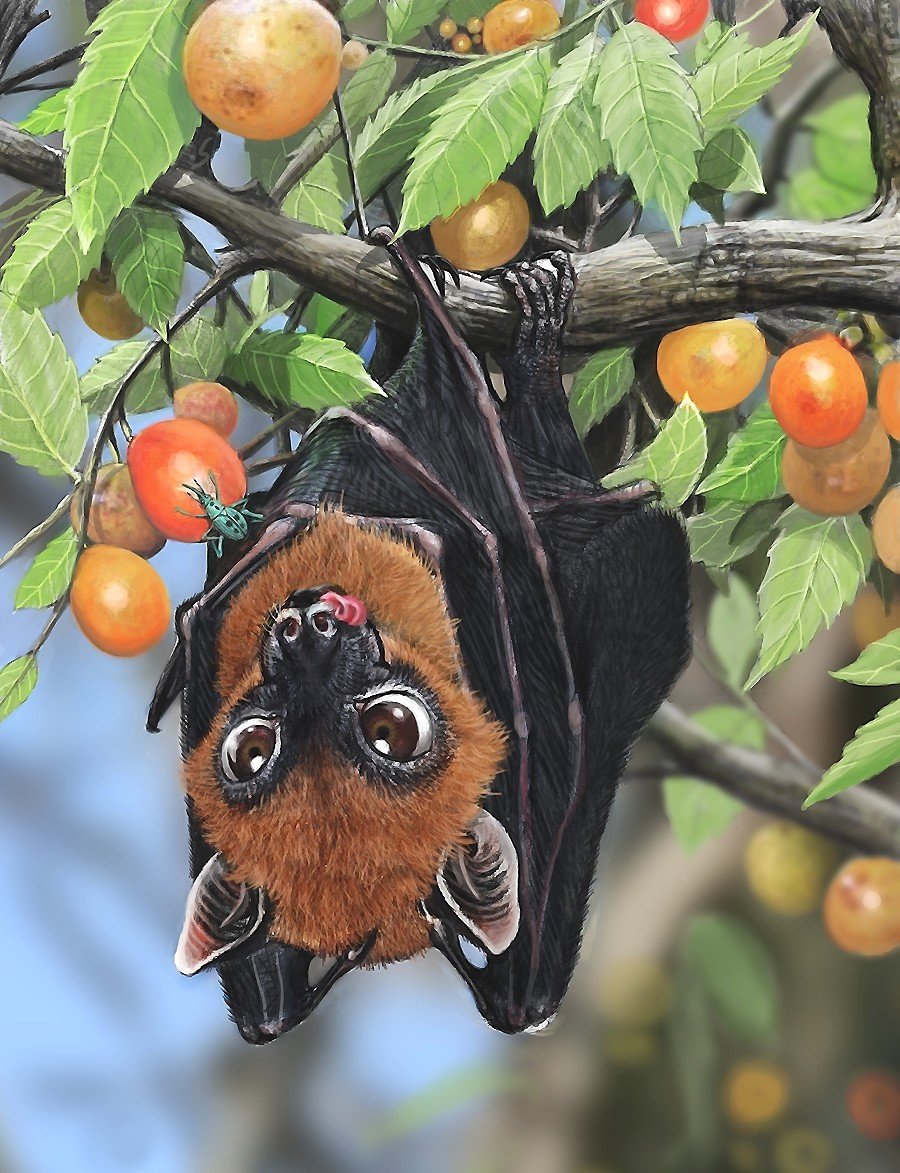 ягоды - оригинал