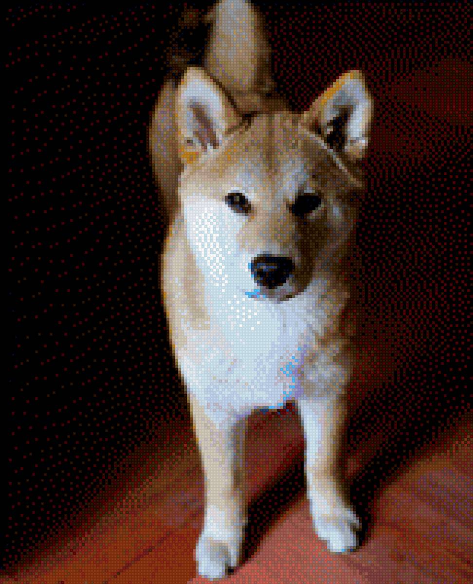 Глория - шиба, сиба, рыжий пес, сиба-ину, шибу ину, собака, пес, сиба ину - предпросмотр