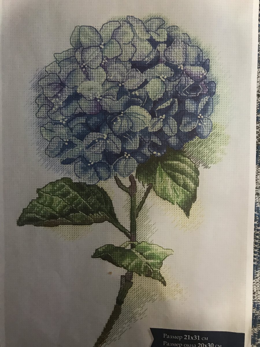 Гортензия - оригинал