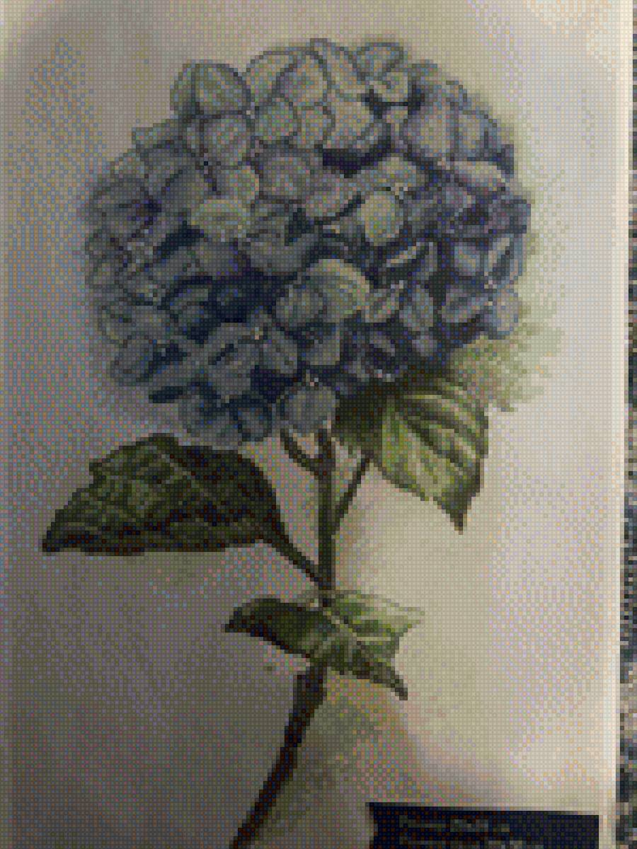 Гортензия - предпросмотр