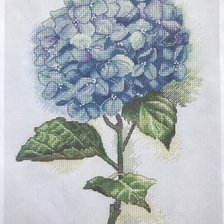 Схема вышивки «Гортензия 2»