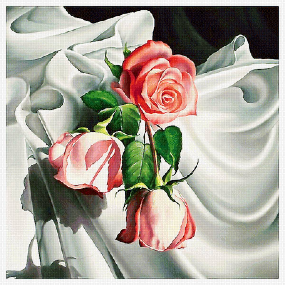 Серия "Розы". - цветы, флора, розы - предпросмотр