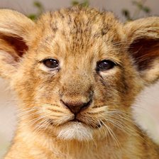 Схема вышивки «Львёнок»