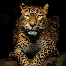 Схема вышивки «леопард»