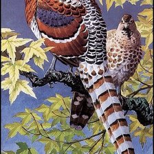 Схема вышивки «птица фазан»