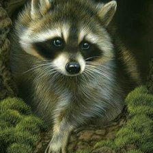 Схема вышивки «енот»