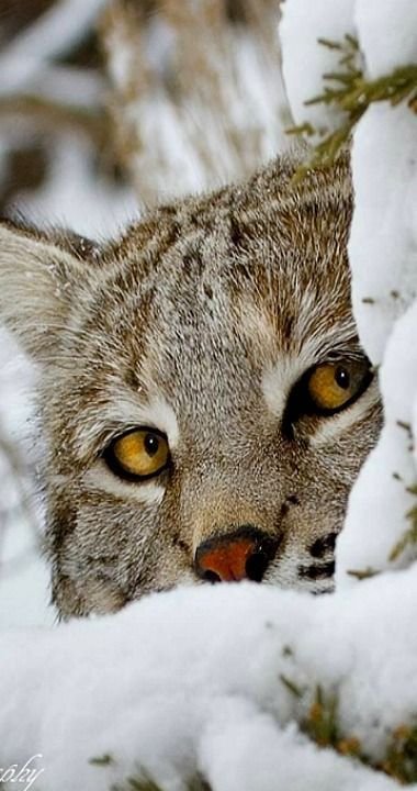 Рысь - дикие, рысь, зима - оригинал