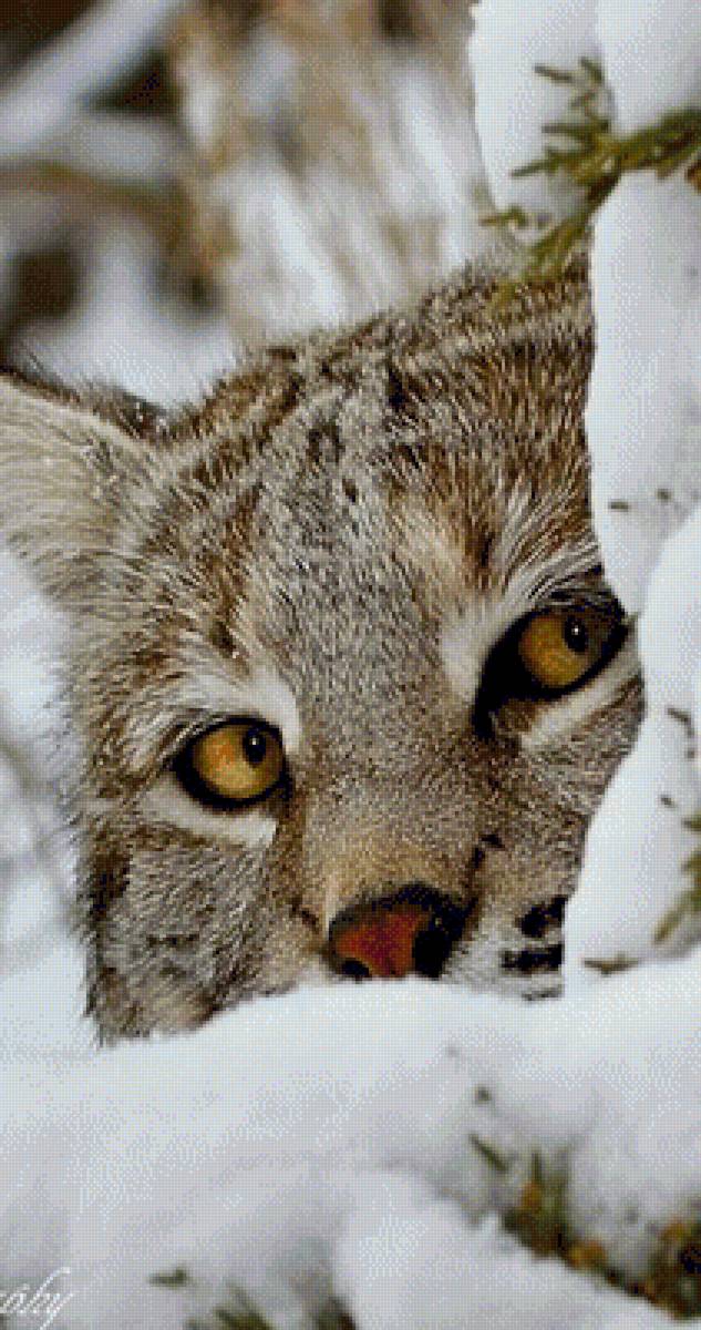 Рысь - дикие, зима, рысь - предпросмотр