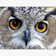 Схема вышивки «№2083389»