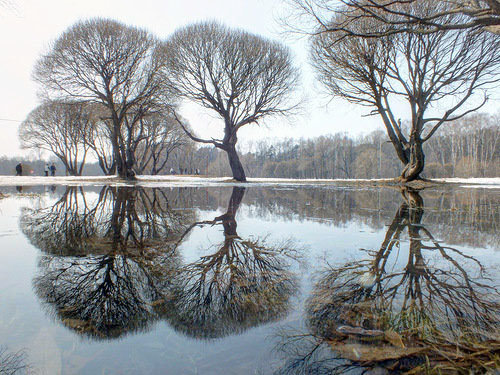 Половодье - деревья, весна, пейзаж, вода - оригинал