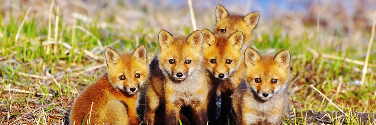 рыжая малышня - лисята, милахи, природа - оригинал