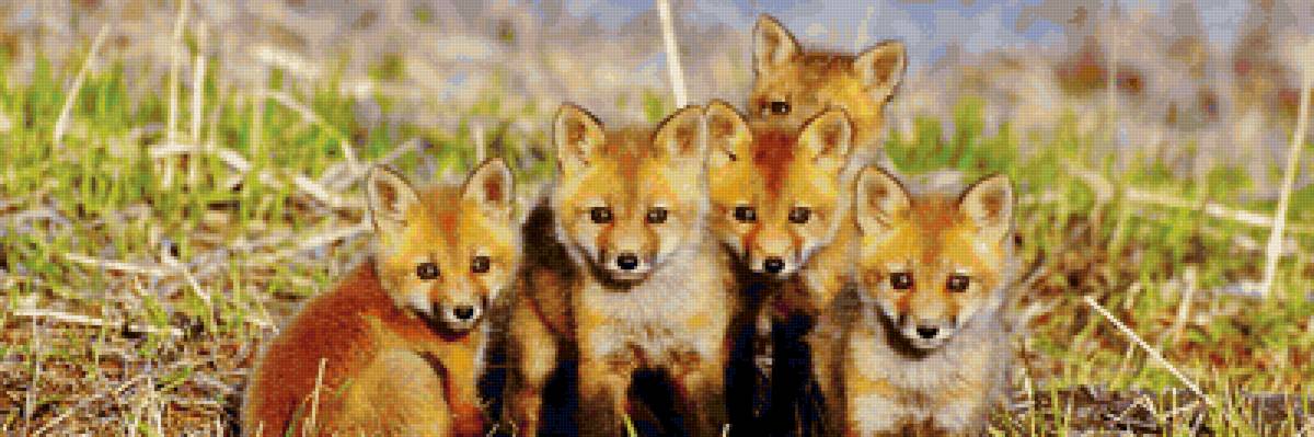 рыжая малышня - природа, лисята, милахи - предпросмотр