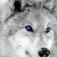 Схема вышивки «Волк»