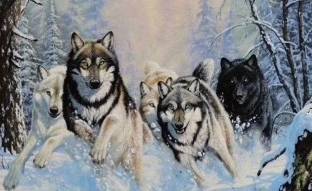Волки - оригинал