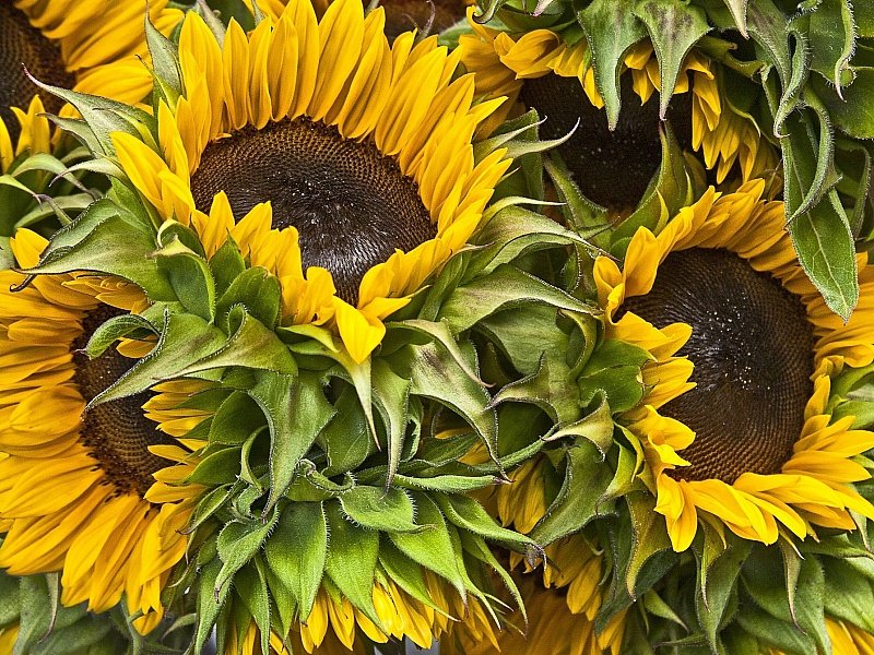 Подсолнухи - оригинал