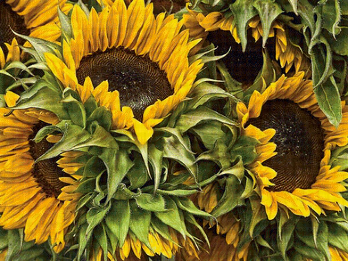 Подсолнухи - предпросмотр