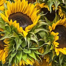 Схема вышивки «Подсолнухи»